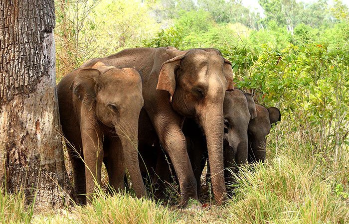 Udawalawe National Park